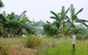 Petani di Gresik Ditemukan Tewas Tersengat Listrik Jebakan Tikus