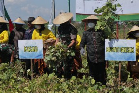 KASAD Jenderal Dudung Sebut Produksi Kacang Hijau di Gresik Luar Biasa