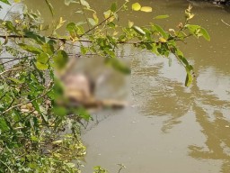Mayat Wanita Misterius Terapung di Sungai Desa Kedungrejo Lamongan