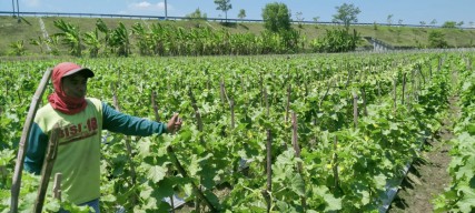 Jelang Panen, Petani Melon di Jombang Dihadapkan Rasa Cemas