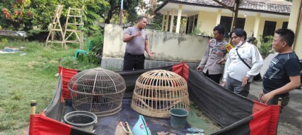 Arena Sabung Ayam Situbondo Digerebek Polisi, Pejudi Kalang Kabut
