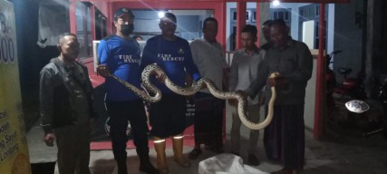 Ular Piton Sepanjang 3 Meter Pemangsa Hewan Ternak Akhirnya Berhasil Ditangkap