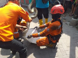 Hendak Ambil Air di Sumur, Warga Surabaya Temukan Ular Piton Sepanjang 4 Meter