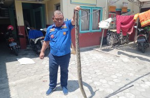 Dua Bulan Hantui Warga, Ular Sanca Milik Polwan di Kota Mojokerto Dimatikan