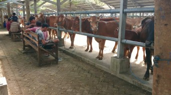 Pasar Hewan Tulungagung Dibuka Lagi, Harga Sapi Naik