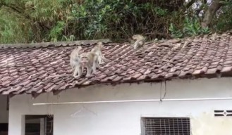 Kawanan Monyet Liar Serang Permukiman, Warga Resah