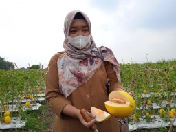 Menengok Agrowisata Melon, Bisa Petik Langsung Lho