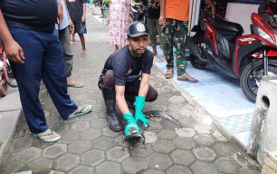 Buaya yang Gegerkan Warga Kota Mojokerto itu Jenis Muara