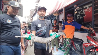 Warga Kota Mojokerto Geger, Dikira Biawak Ternyata Buaya