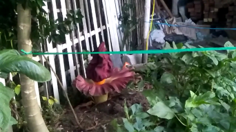 Fenomena Bungai Bangkai Tumbuh di Tanah Bekas Ditanami Porang