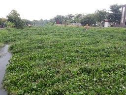 DPRD Soroti Soal Enceng Gondok yang Tutupi Sungai di Sidoarjo