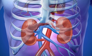 Cegah dan Bantu Sembuhkan Gagal Ginjal Akut dengan Probiotik Multistrain