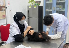 Pecinta Binatang Banyuwangi Mau Vaksinasi Anti-Rabies Gratis? di Sini Tempatnya