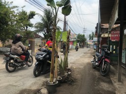 Warga Tanami Jalan Rusak dengan Pohon Pisang Sebagai Bentuk Protes