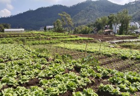 Dukung Ketahanan Pangan, 634 Hektar Lahan Sawah di Kota Batu Wajib Dilindungi