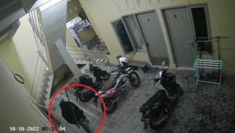Maling Pincang Curi Motor di Kos, Diduga Beraksi Beberapa Kali