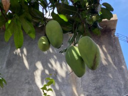 Wow! Mangga Ini Sebesar Kepala Manusia dengan Berat Hingga 2 Kg