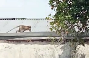 Monyet Ekor Panjang Resahkan Warga, Ini Penampakannya