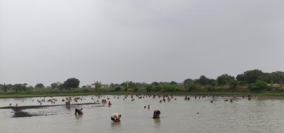 Serunya Nyusuk Iwak, Tradisi Menangkap Ikan Sepuasnya di Lamongan