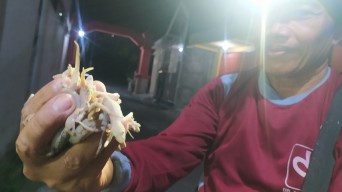 Pemburu Cicak, Pekerjaan Nyeleneh Cuannya Bikin Ngiler