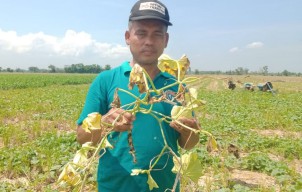 Risau Petani Blewah Hadapi Cuaca Tidak Menentu
