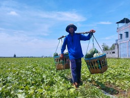 Petani Blewah Gagal Panen Setelah 5 Hari Diguyur Hujan