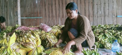 Cuaca Tak Menentu Bikin Petani Tembakau Cemberut