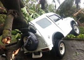 Pohon Tumbang Akibat Hujan Angin di Sidoarjo: Timpa Mobil, Sempat Tutup Jalan