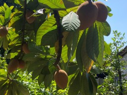 Begini Penampakan Sawo Jumbo Seberat Hingga 2,5 Kg Per Buah