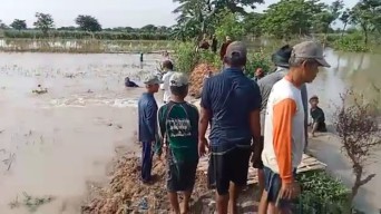 Tanggul Sungai Jebol, Sawah dan Permukiman Warga Lamongan Kebanjiran