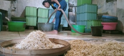 Melihat Dusun yang Menjadi Sentra Pembuatan Taoge