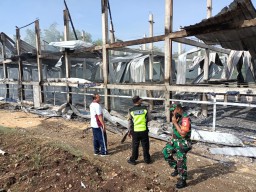 33 Ribu Ayam Terpanggang, Perusahaan Peternakan Ponorogo Rugi Rp 1,8 M