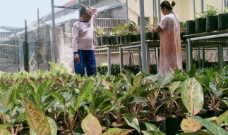 Pria di Jombang Raup Cuan Jutaan Rupiah dari Budi daya Aglaonema