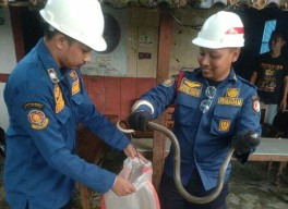 Damkar Bojonegoro Tangani 735 Kejadian, Didominasi Evakuasi Ular & Sarang Tawon