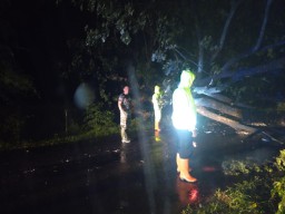 Pohon Tumbang di Ngawi, 2 Orang Tewas dan 1 Terluka