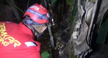 Ular Sanca Kembang 4 Meter Gegerkan Warga Jombang