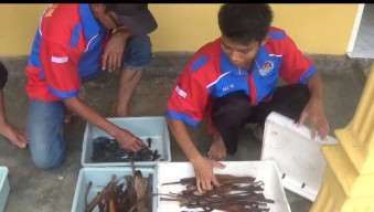 Pemuda Jombang Hasilkan Cuan Puluhan Juta dari Lobster Air Tawar