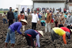 Jokowi Tinjau Lahan Tebu di Mojokerto, Target 5 Tahun Swasembada Gula