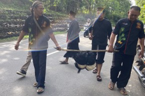 Tradisi Sembelih Kambing Kendit untuk Sedekah Bumi Desa Carangrejo Ponorogo