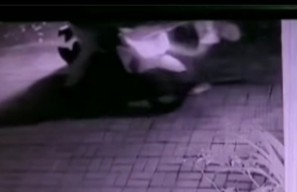 Viral Mahasiswi Kedokteran di Kota Malang Jadi Korban Begal