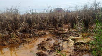 Limbah Pabrik di Lamongan Cemari Lahan Pertanian