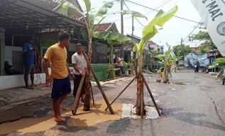 Protes Jalan Rusak, Warga Bangil Pasuruan Ramai-ramai Tanam Pohon Pisang