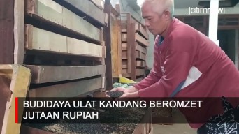 Video: Budidaya Ulat Kandang Beromzet Jutaan Rupiah