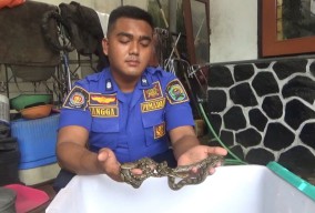 Belasan Anakan Ular Piton di Trenggalek Teror Warga, Induknya Masih Misterius
