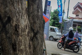 Rawan Dicuri, Pohon Sonokeling Senilai Rp5 Miliar di Tulungagung Mulai Didata