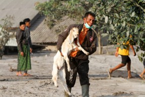 Foto: Warga Lereng Semeru Mengevakuasi Ternak dan Barangnya