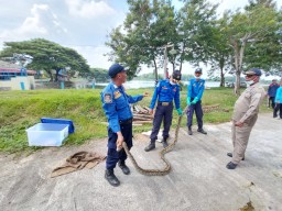 Incar Hewan Ternak Warga Lamongan, Ular 3 Meter Dievakuasi Damkar