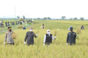 Khofifah Optimis Stok Beras di Jatim Aman