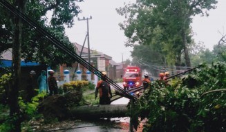 Hujan Angin Kencang Terjang Jombang, Pohon Tumbang di 6 Titik Jalan