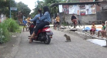 Monyet Ekor Panjang Resahkan Warga Sumobito Jombang